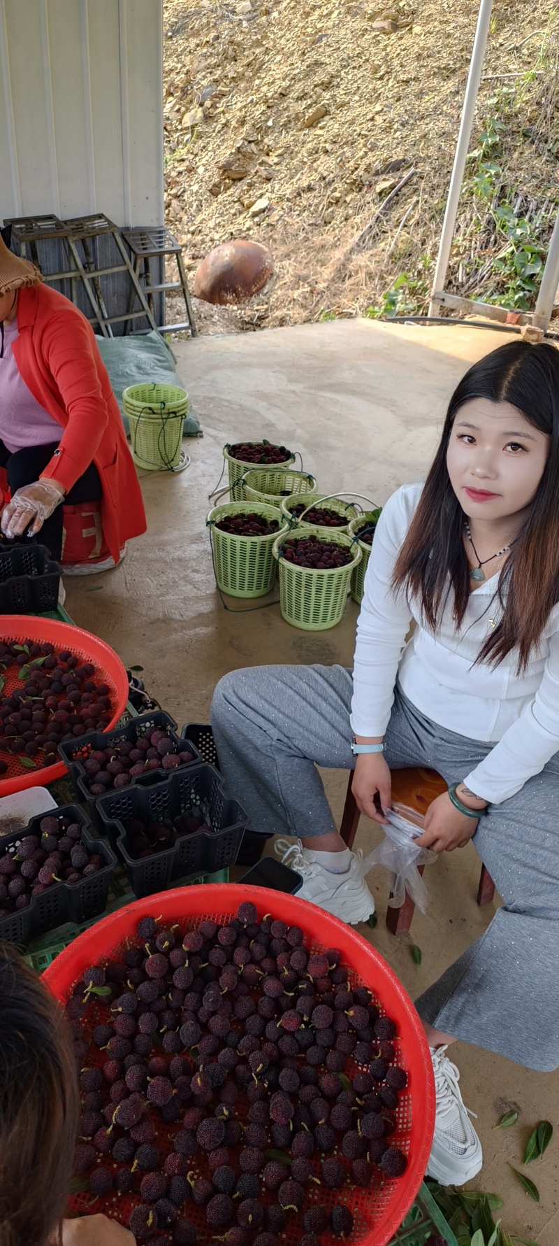 云南石屏杨梅