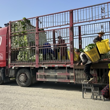 白菜万亩基地，全国代卖代收，对接批发商超，货源稳定