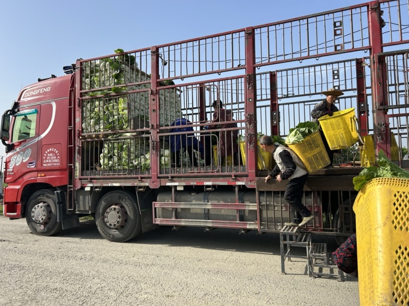 白菜万亩基地，全国代卖代收，对接批发商超，货源稳定