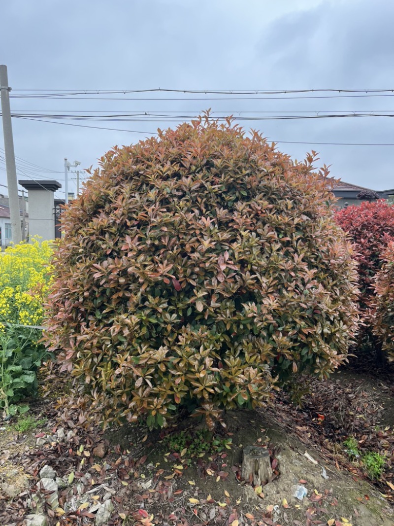 红叶石楠球3米冠基地直销