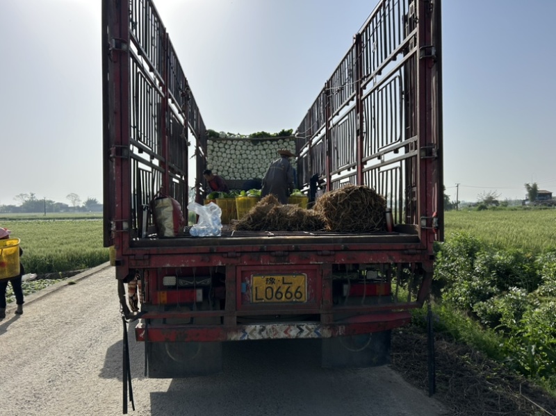 白菜万亩基地，全国代卖代收，对接批发商超，货源稳定
