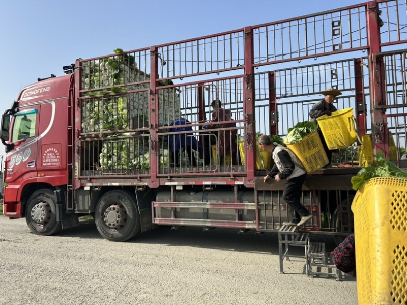 白菜万亩基地，全国代卖代收，对接批发商超，货源稳定