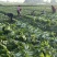 白菜万亩基地，全国代卖代收，对接批发商超，货源稳定