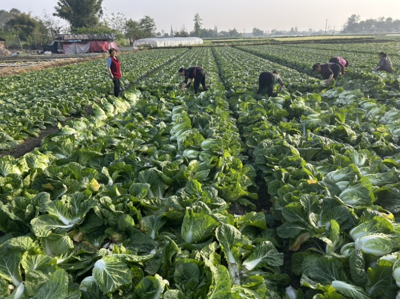 白菜万亩基地，全国代卖代收，对接批发商超，货源稳定