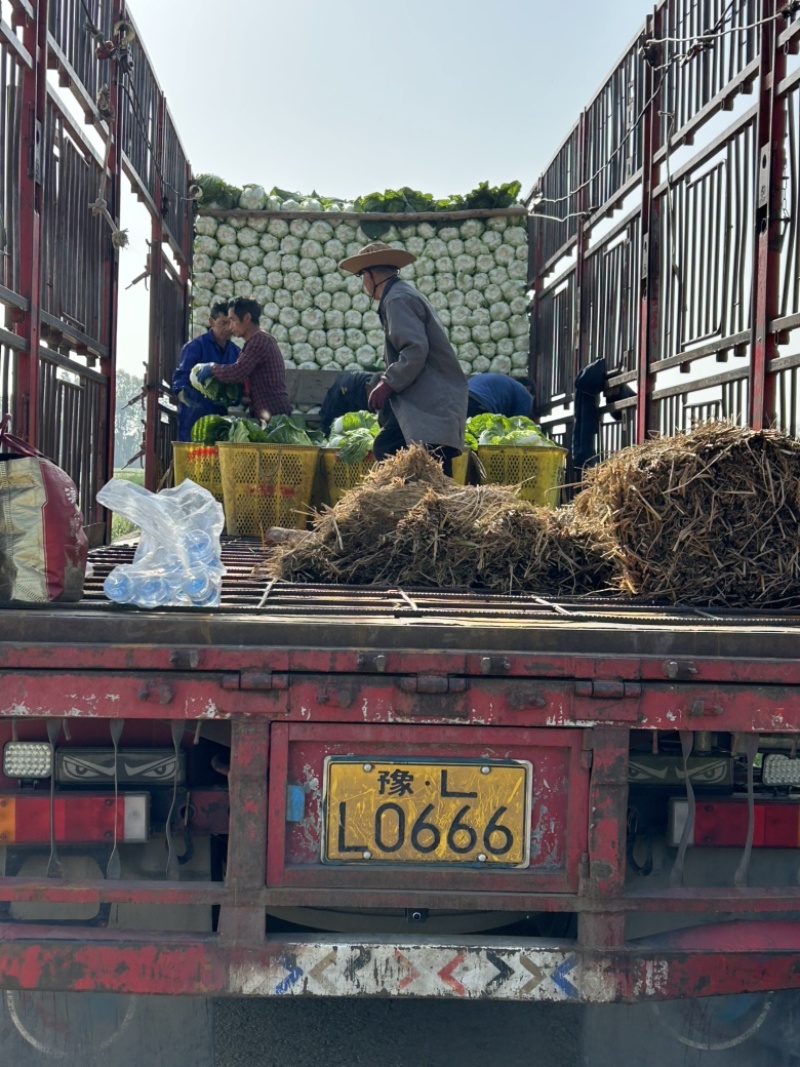 白菜万亩基地，全国代卖代收，对接批发商超，货源稳定