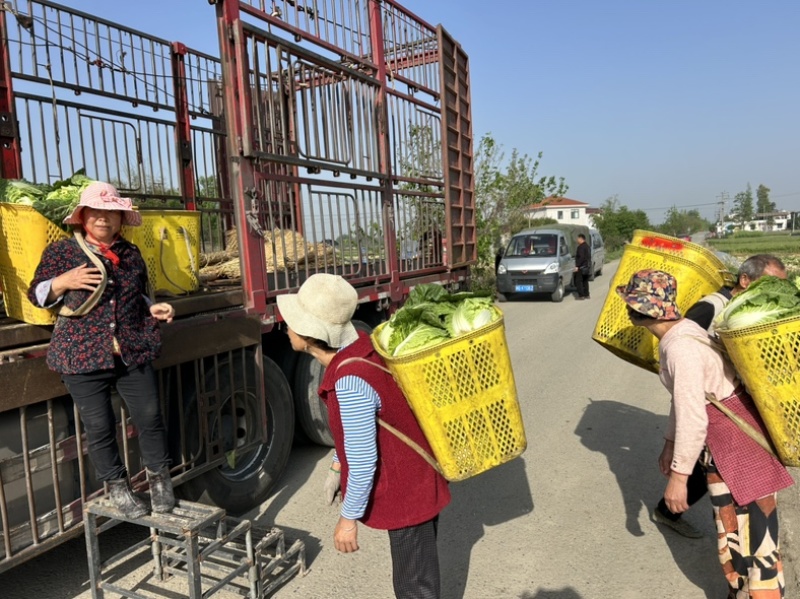 白菜万亩基地，全国代卖代收，对接批发商超，货源稳定