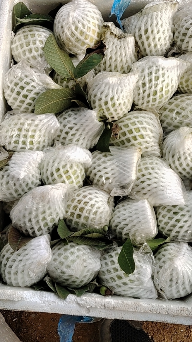 珍珠白白心番石榴