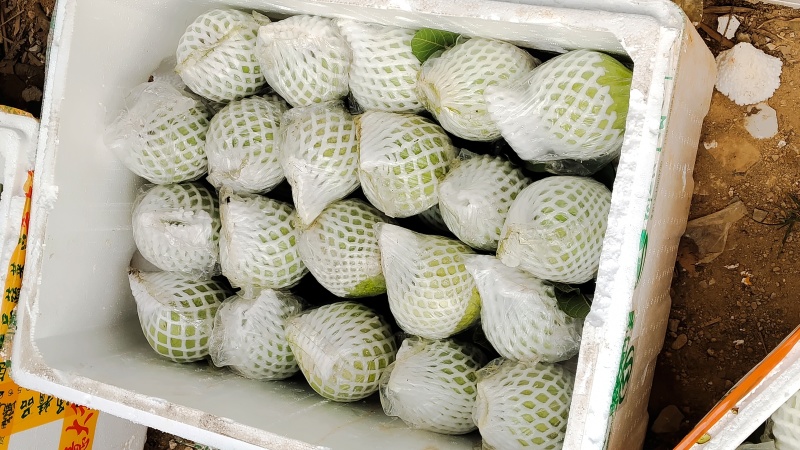 珍珠白白心番石榴