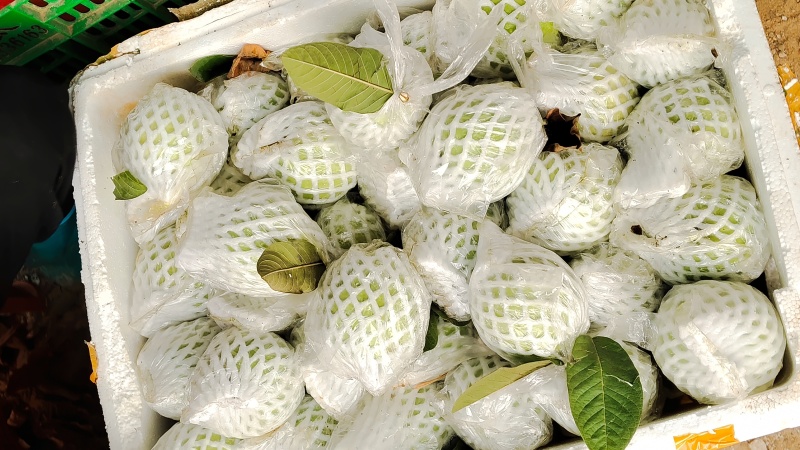 珍珠白白心番石榴