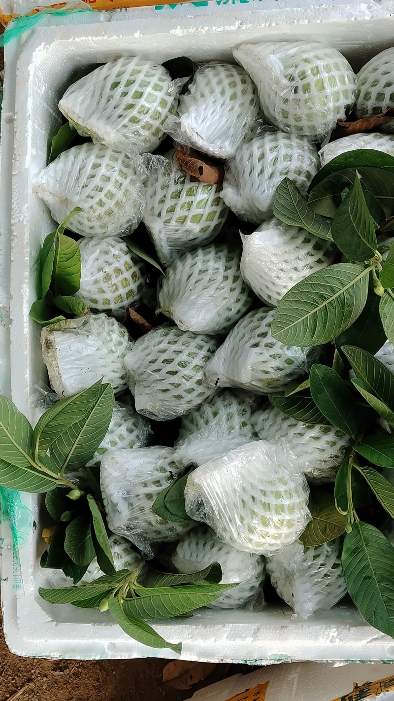 珍珠白白心番石榴