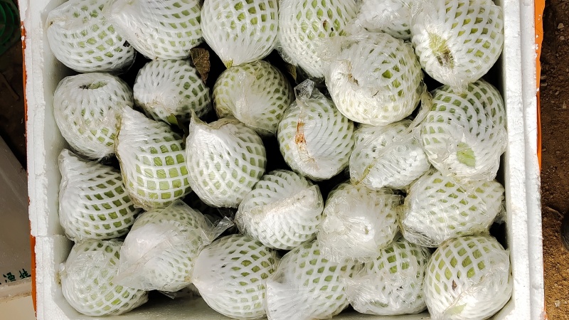珍珠白白心番石榴