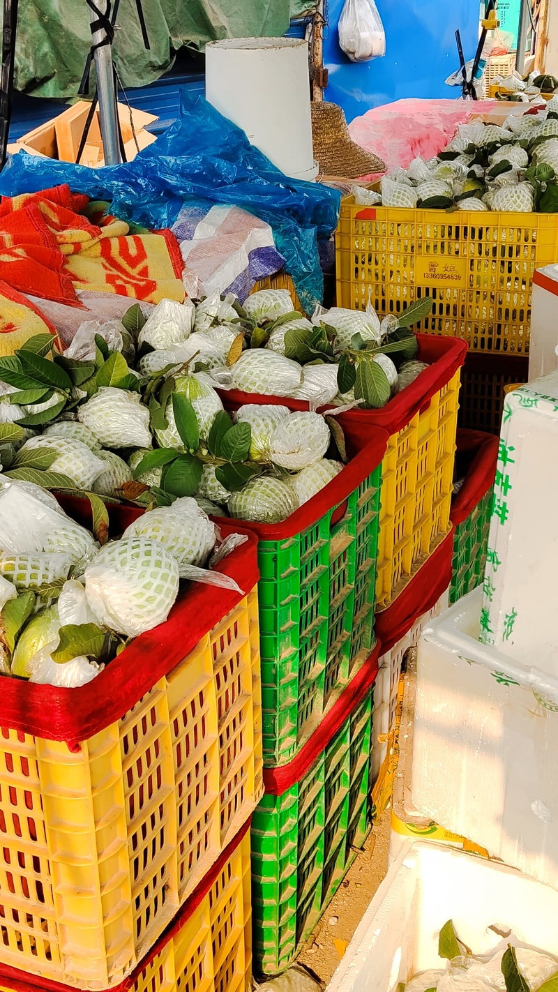珍珠白白心番石榴