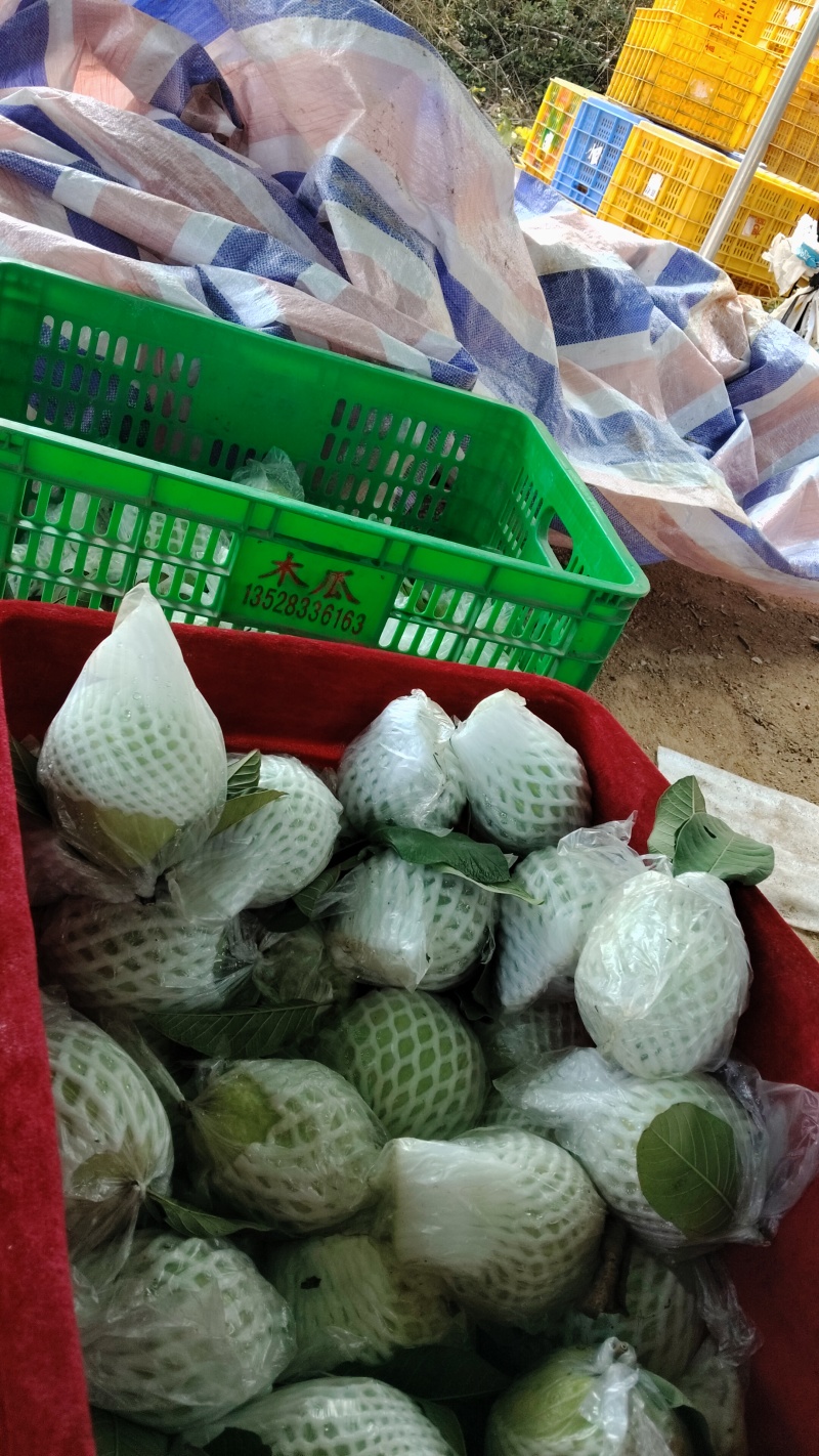 珍珠白白心番石榴