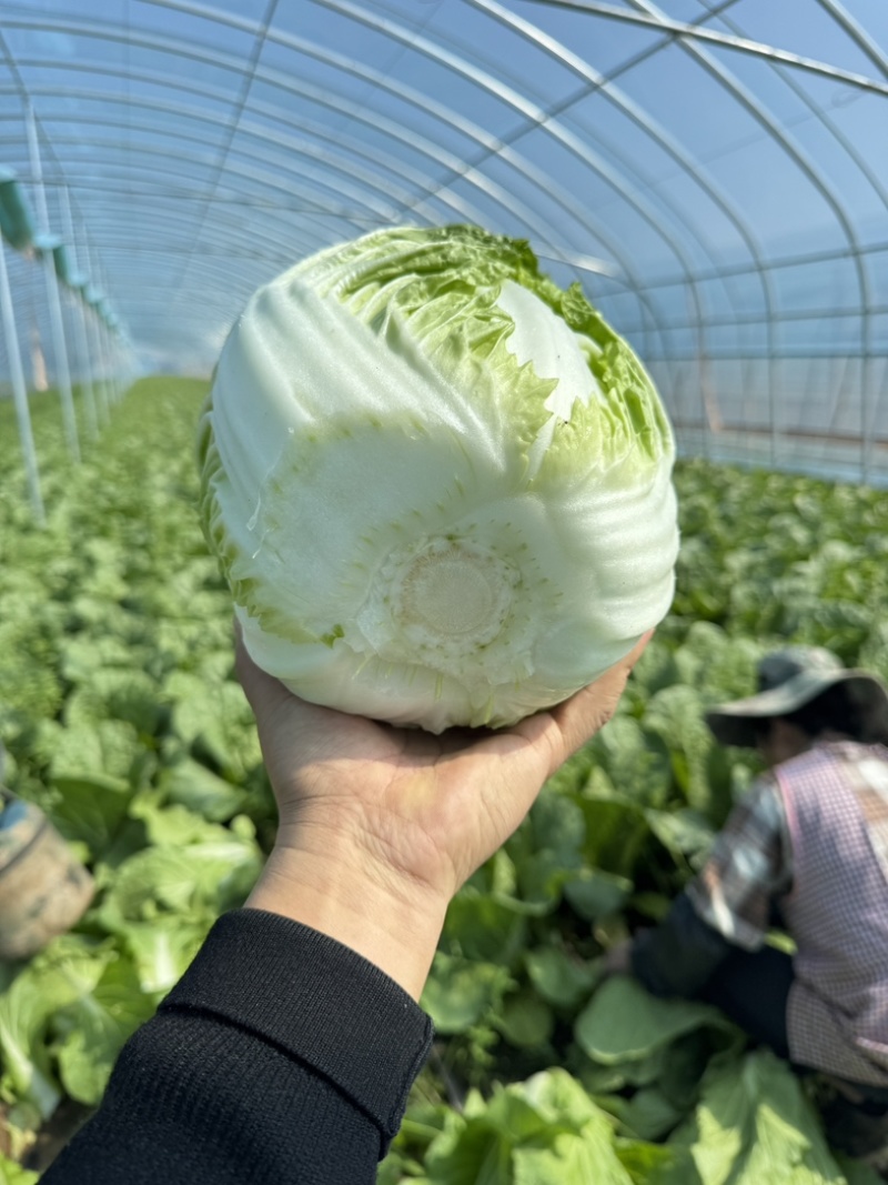 春季黄心大白菜，产地直供，个头均匀，货源充足，诚信合作