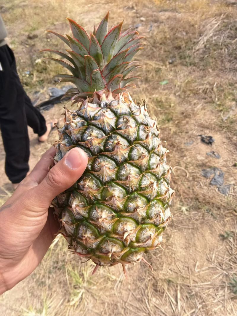 金钻凤梨17号