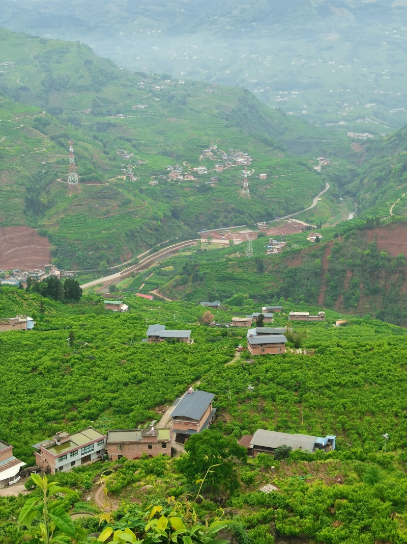 李子，橘子，枇杷