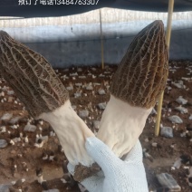 羊肚菌鲜货***********