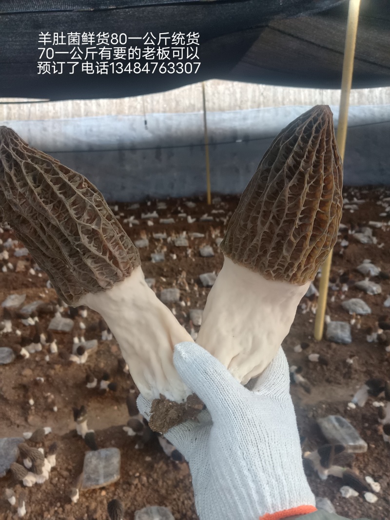 羊肚菌鲜货***********