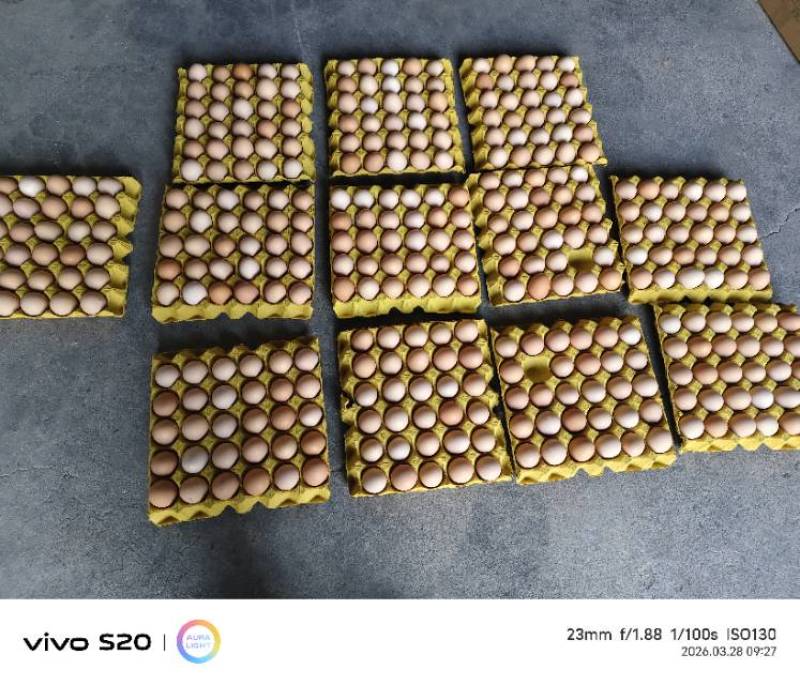 36-37无抗农三便宜138一箱
