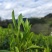 湘西高山云雾茶（绿茶，红茶）