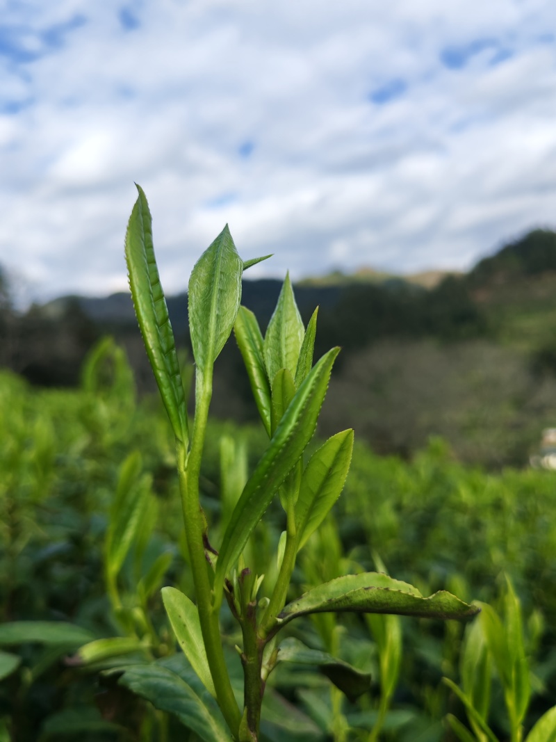 湘西高山云雾茶（绿茶，红茶）