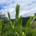 湘西高山云雾茶（绿茶，红茶）