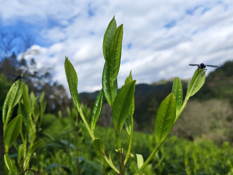 湘西高山云雾茶（绿茶，红茶）