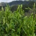 湘西高山云雾茶（绿茶，红茶）