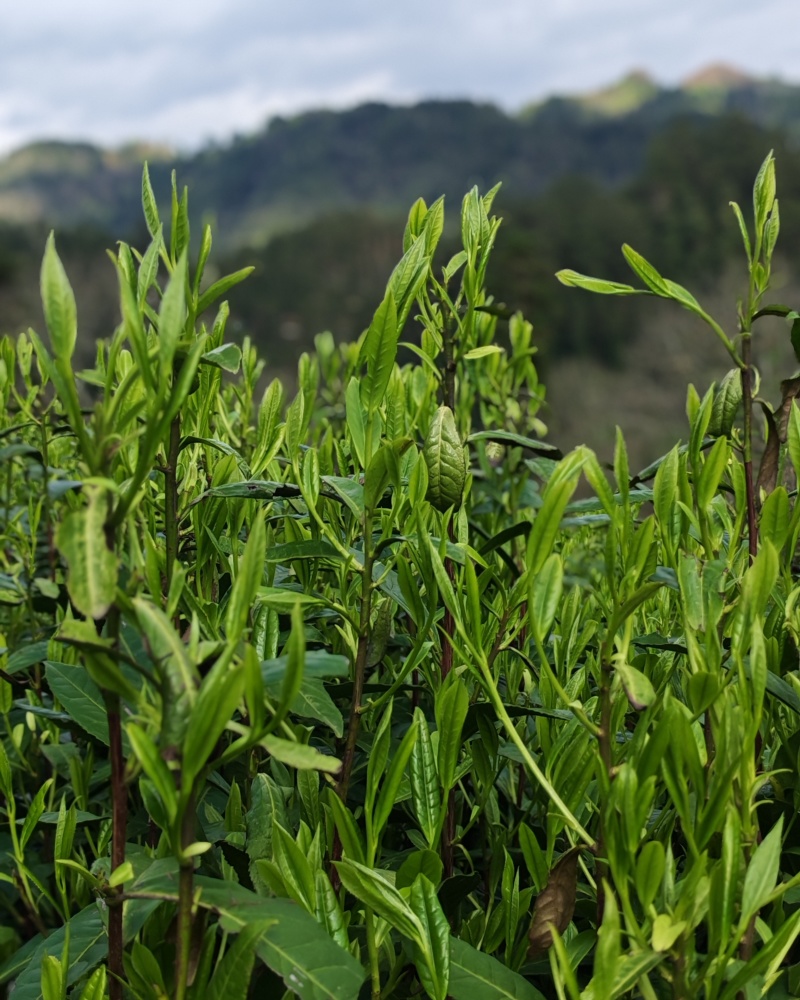 湘西高山云雾茶（绿茶，红茶）