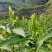 湘西高山云雾茶（绿茶，红茶）