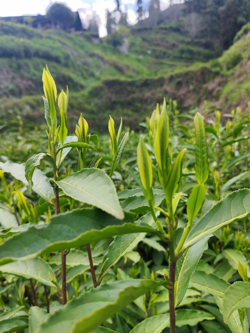 湘西高山云雾茶（绿茶，红茶）