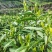 湘西高山云雾茶（绿茶，红茶）