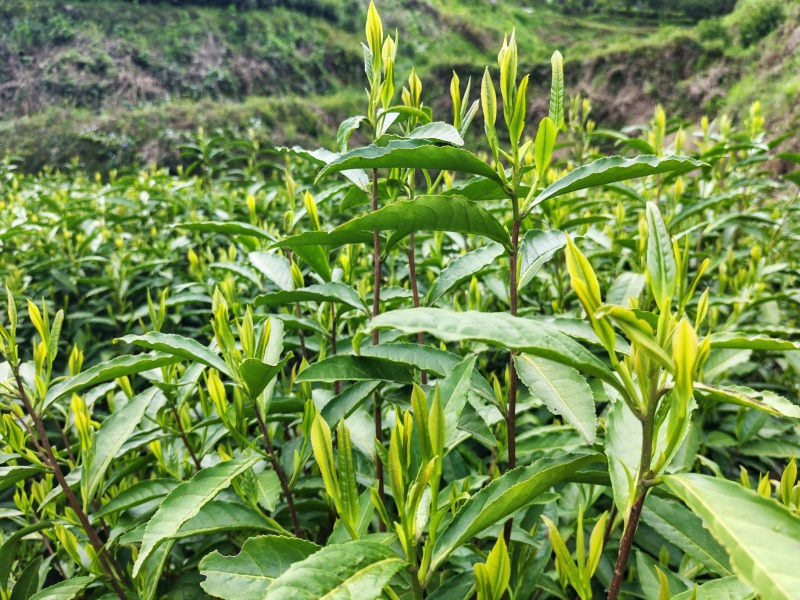 湘西高山云雾茶（绿茶，红茶）