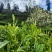 湘西高山云雾茶（绿茶，红茶）