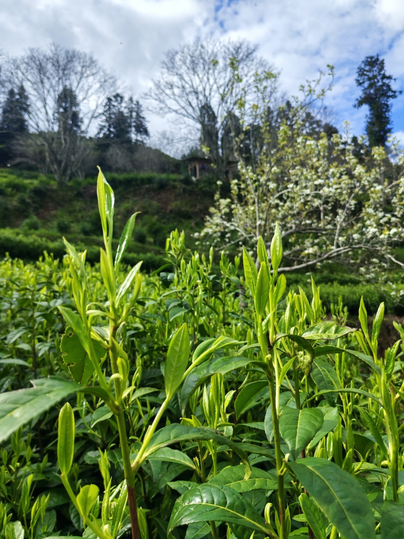湘西高山云雾茶（绿茶，红茶）