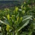 湘西高山云雾茶（绿茶，红茶）