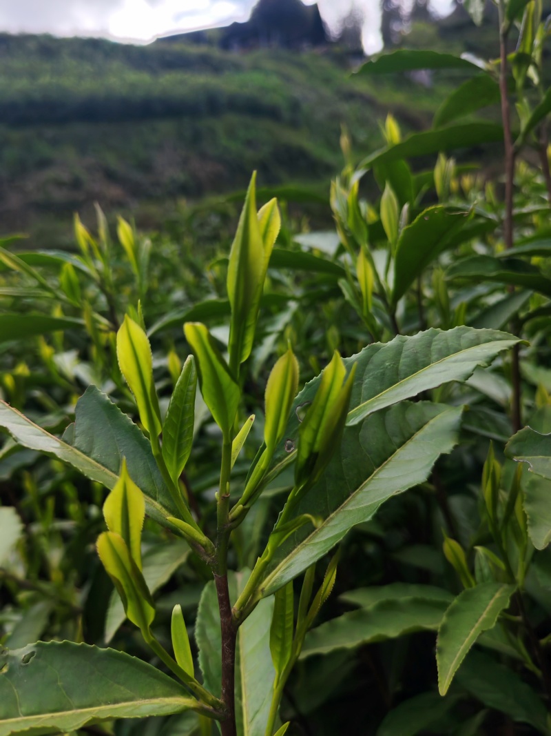 湘西高山云雾茶（绿茶，红茶）