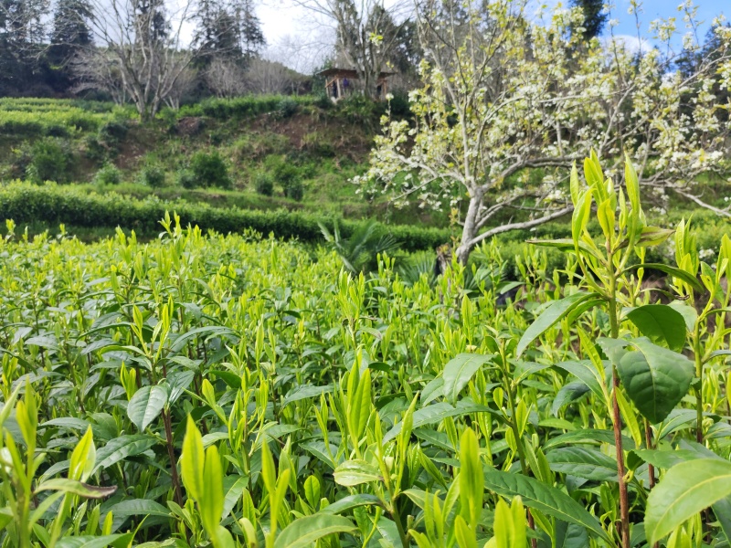 湘西高山云雾茶（绿茶，红茶）