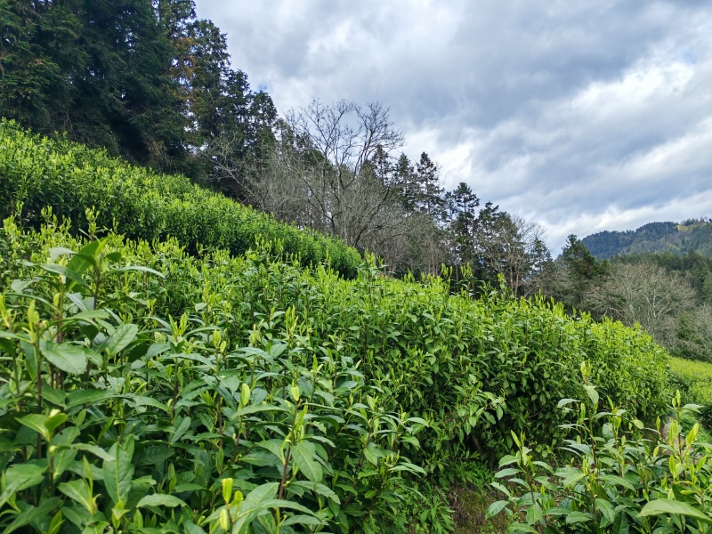 湘西高山云雾茶（绿茶，红茶）