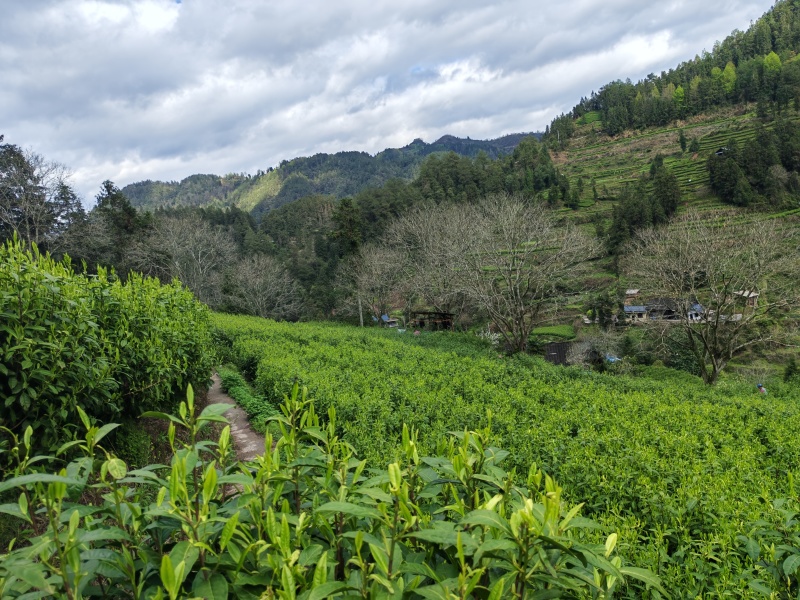 湘西高山云雾茶（绿茶，红茶）