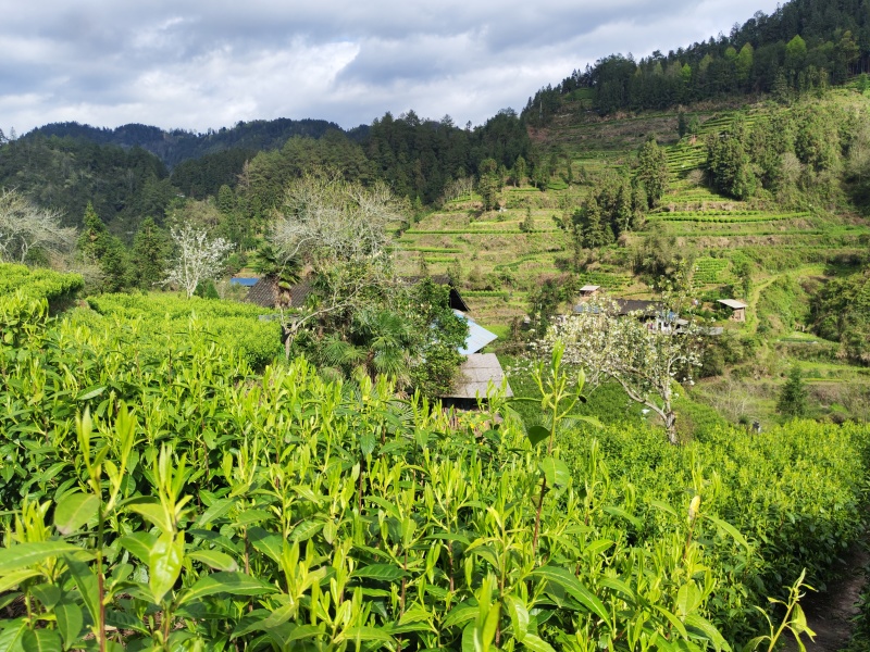 湘西高山云雾茶（绿茶，红茶）