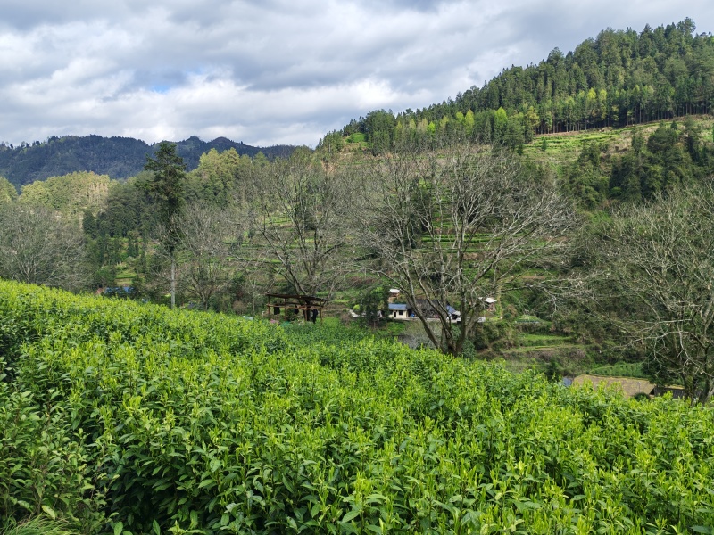 湘西高山云雾茶（绿茶，红茶）