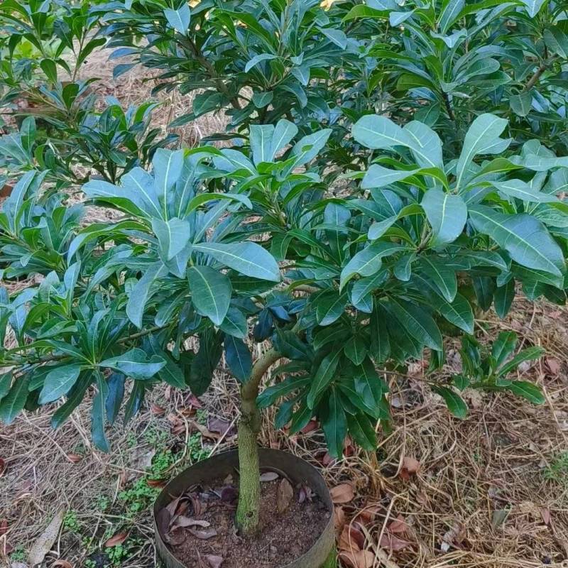 杨梅2-5公分出售自家货源大量现货