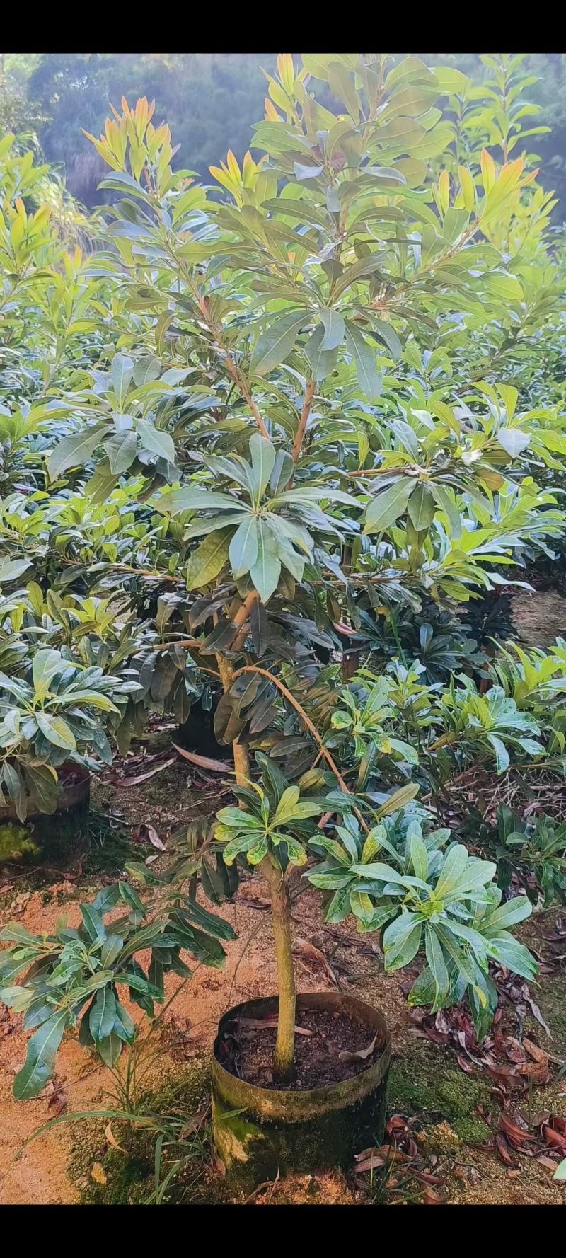 杨梅2-5公分出售自家货源大量现货