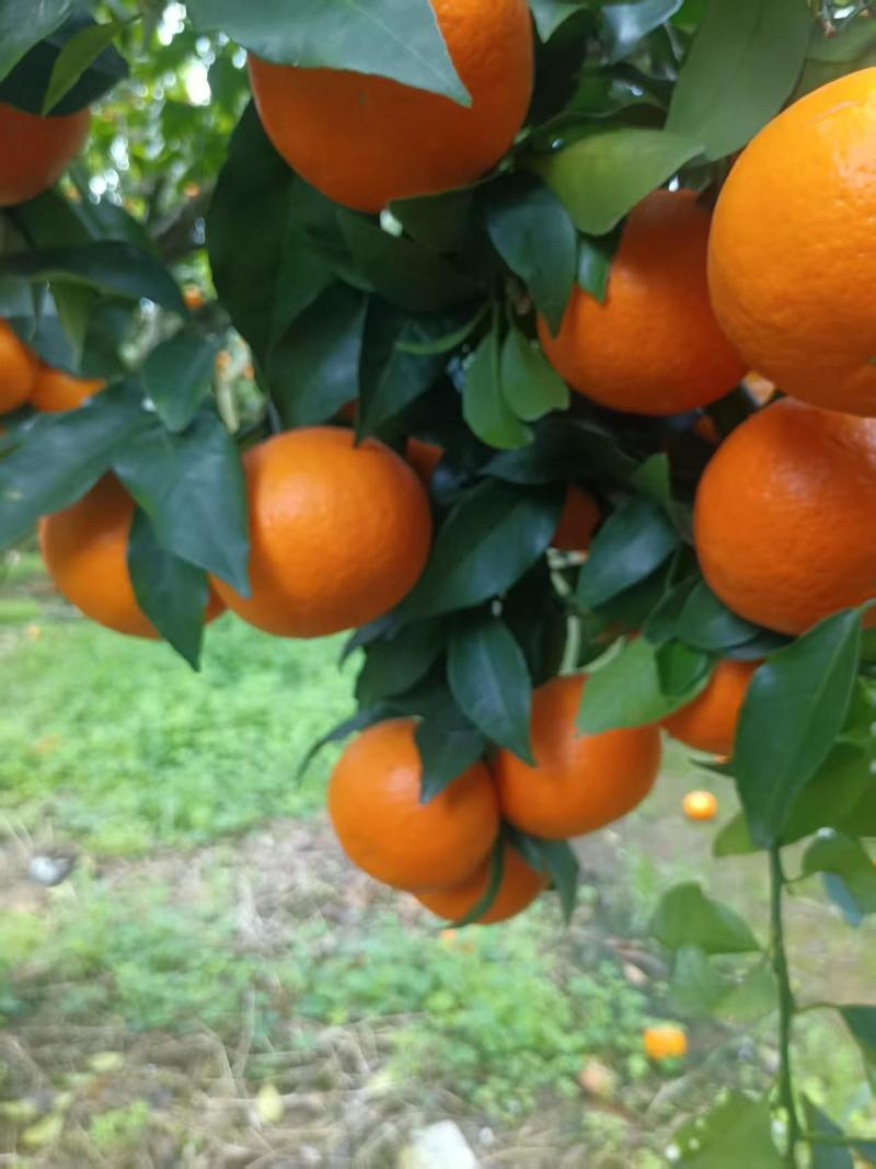 沃柑