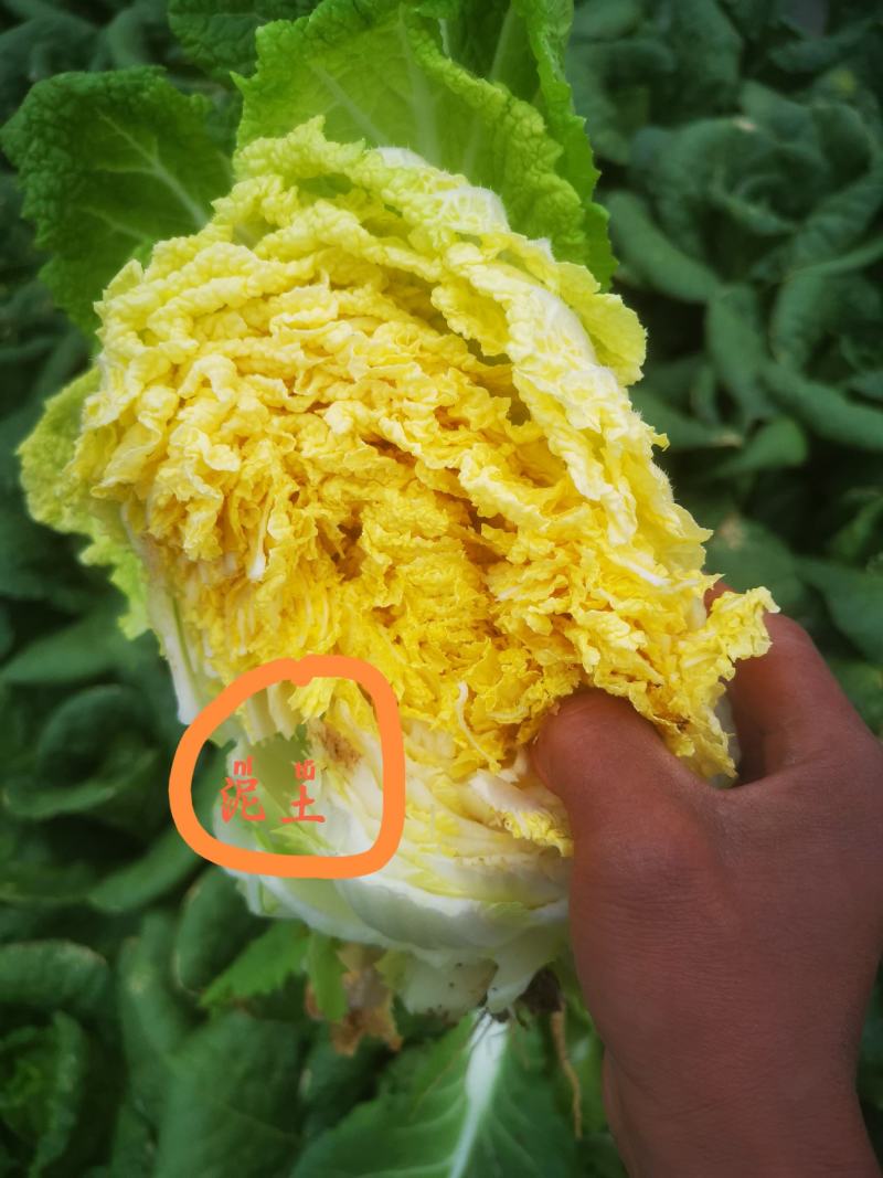 精品娃娃菜