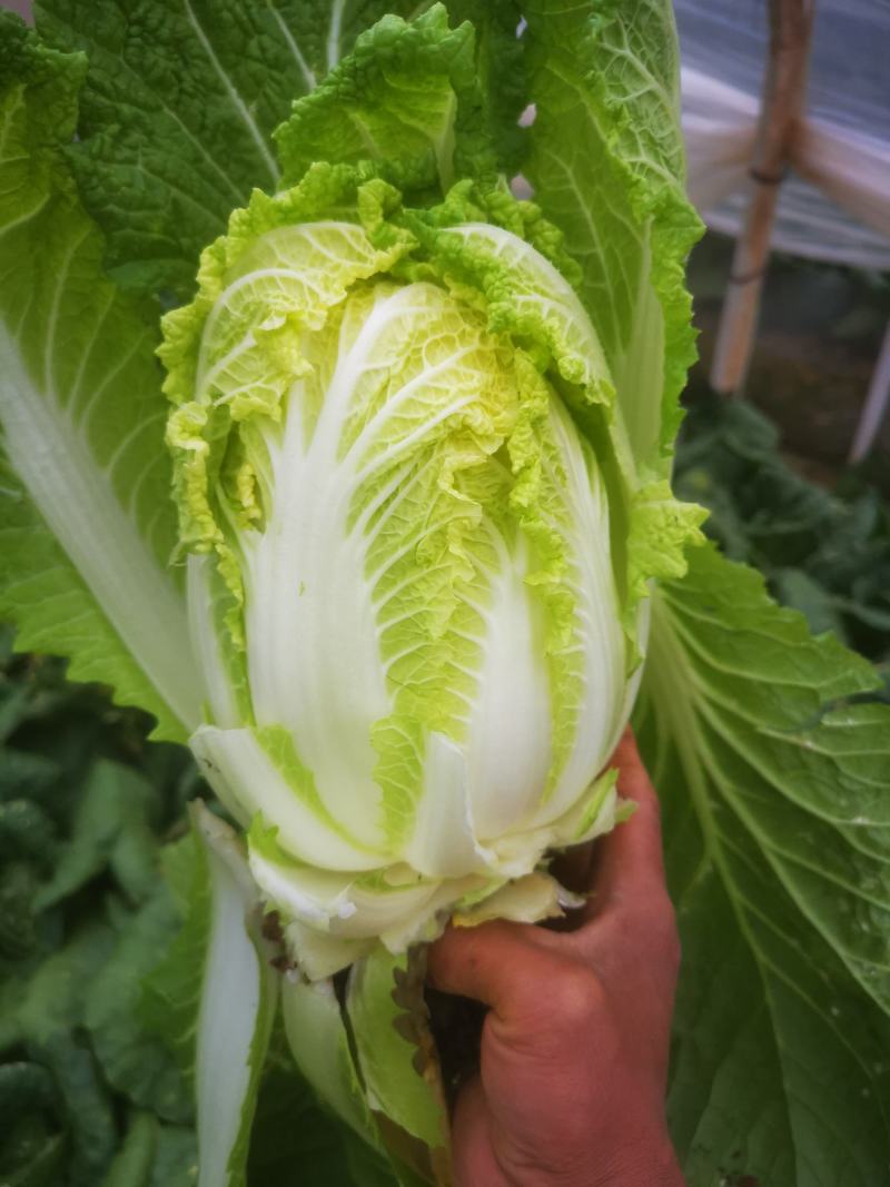 精品娃娃菜