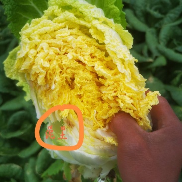 精品娃娃菜