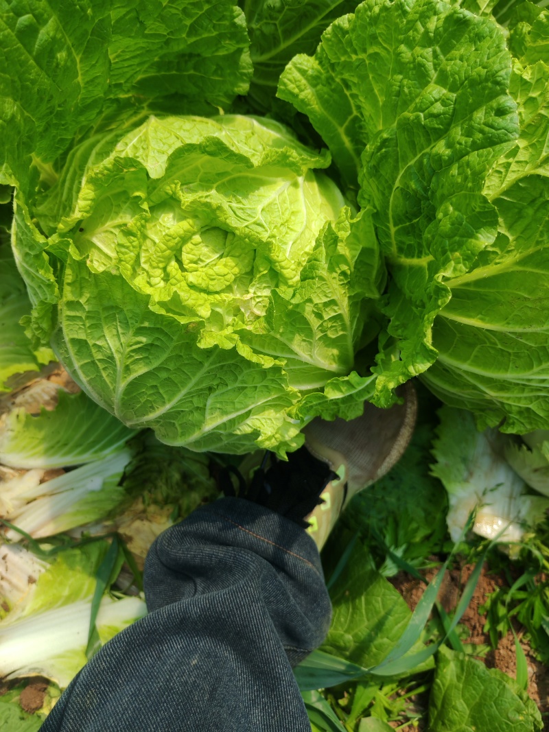 黄心白菜/视频看货/产地直发/品质保证/欢迎