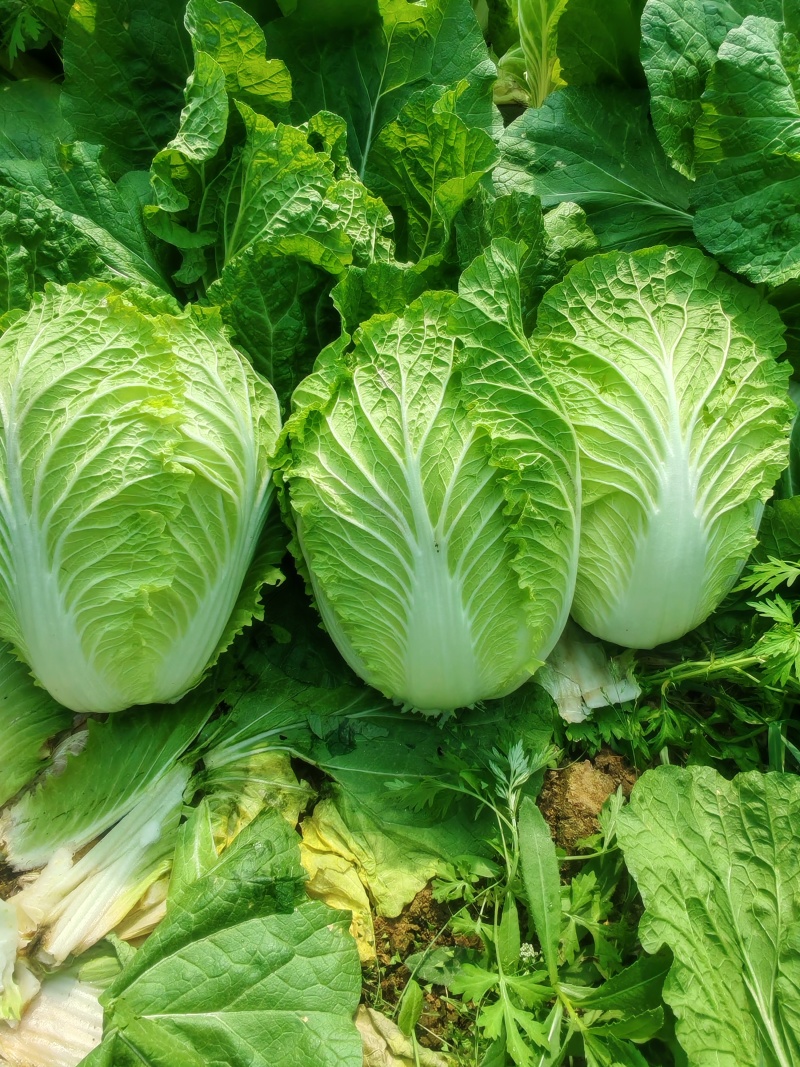 黄心白菜/视频看货/产地直发/品质保证/欢迎